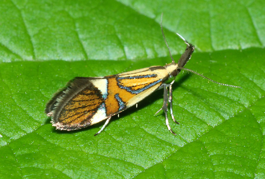 Farfallina da det. - Alabonia geoffrella (Oecophoridae)